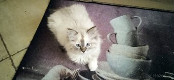 Ragdoll koťátka - 2