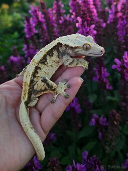 Pagekon řasnatý / ciliatus - 2