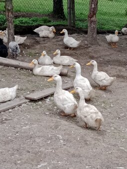 Vykrmené kachny - 2