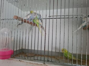 Andulky - 2