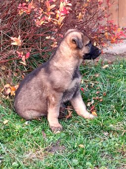 Štěňata Německý ovčák s PP - 2