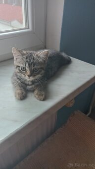 Britská koťátka  s PP - 2