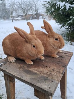 Burgundský králík - 2