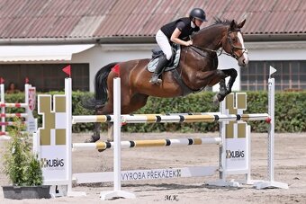 Klisna slovenského teplokrevníka - 2