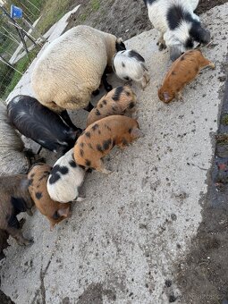Čistokrevná selata Kune kune - 2