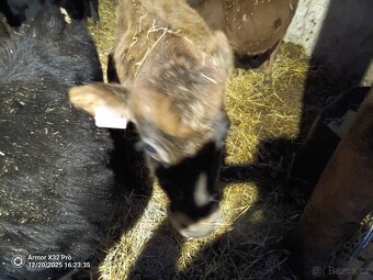 Prodám býčky Jersey staří 5 měsíců - 2