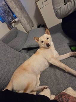 Shiba inu ke krytí - 2