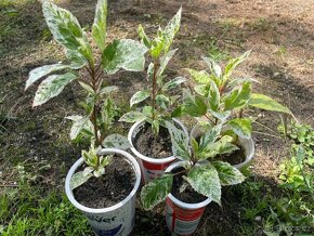 pokojový ibišek - panašový - 2