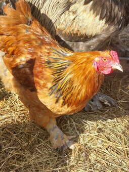 Brahmanky kohouti - 2