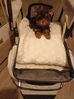 Jorkšírský teriér s PP míní - 2