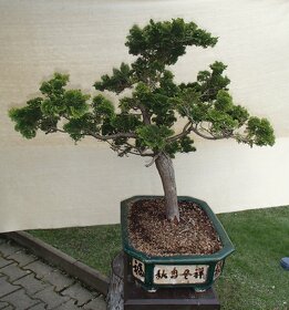 Prodám bonsai - 2
