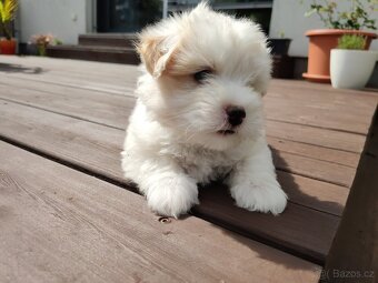 Coton de tulear s PP - 2