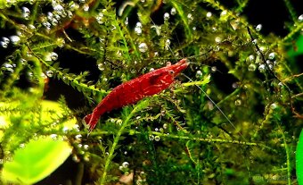 Krevetka červená (Neocaridina davidi) - 2
