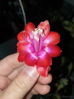 Schlumbergera - zbierkové raritné kultivary - 2