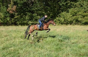 Pronájem pony kobylky 140cm - 2