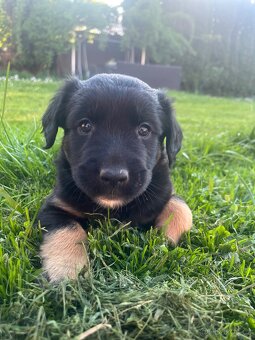 Fenka labradora se špicem - 2