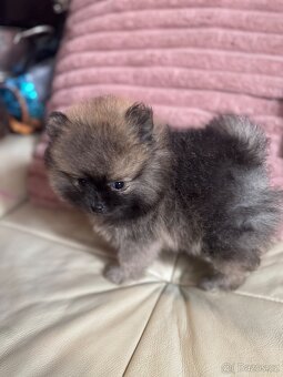 Pomeranian - 2