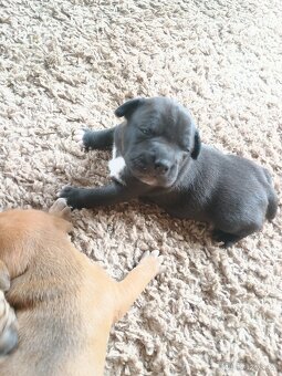 Amstaff - 2