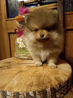Pomeranian, PP - 2