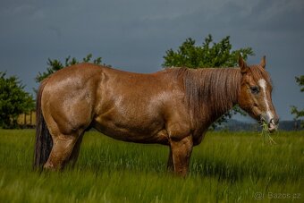 4letý American QH - 2