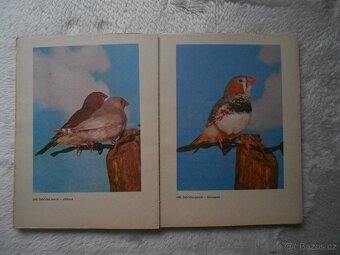 rybáři, zvířectvo, ptactvo, koně - 2