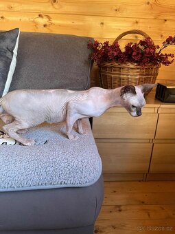 Kanadský sphynx - 2
