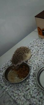 Bělobřichý ježek - 2