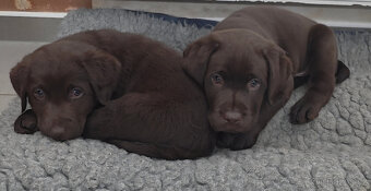 Labradorský retrívr s PP - 2