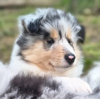 Kolie dlouhosrstá s PP - 2