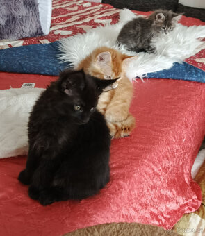 Mainská mývalí koťátka. - 2