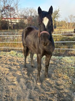 Welsh part bred klisna s PP - 2