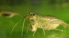 Kreveta Caridina Multidentata (Amano, Japonica) - 2