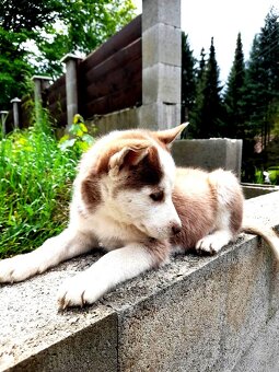 Sibirsky husky - 2