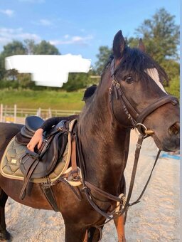 Equestrian Stockholm - 2