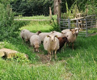 Kříženky Scudde × Shetland - 2