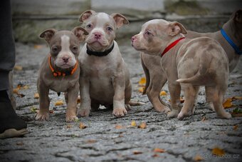 Štěňátka American Bully - 2