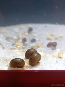 Akvarijní šneci - Okružák Kanadský hnědý (Leopard) - 2