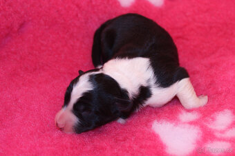 Border kolie s PP - 2