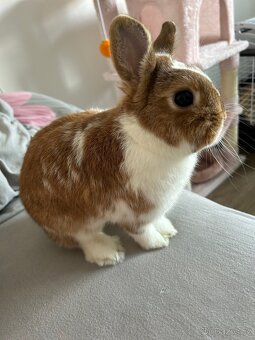 Králík zakrslý saténový + kompletní výbava - 2