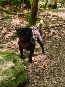 mops- nabídka krytí - 2