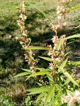 Prodám semena léčivého konopí. - 2