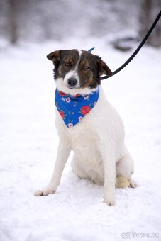 Dolly hledá domov - 2