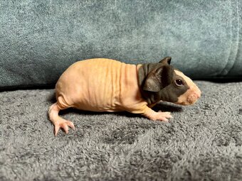 Skinny morčátka s PP - 2