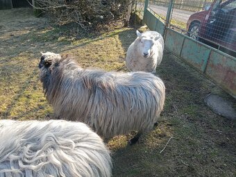 Prodám ovce - 2