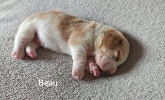 BASSET HOUND - 2