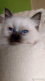 Ragdoll koťátko holčička k REZERVACI - 2