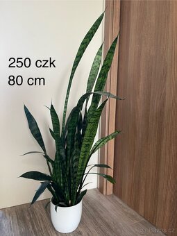 Pokojové rostliny - 2