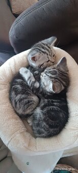 Britská koťata Whiskas - 2