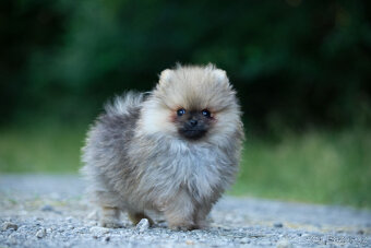 Mini Pomeranian s PP - 2