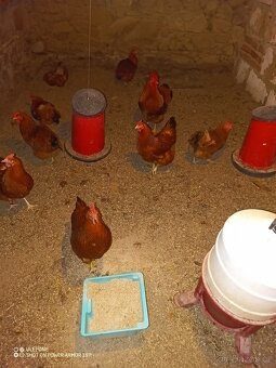 Nasadova vajíčka hempšírky velké, hempšír nasadova vejce - 2
